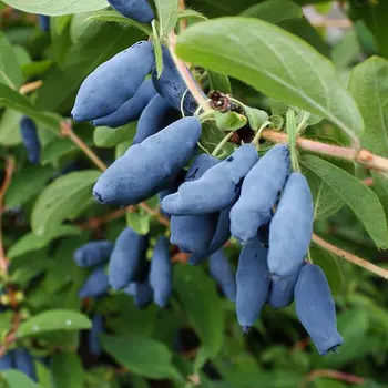 Жимолость Синий утес