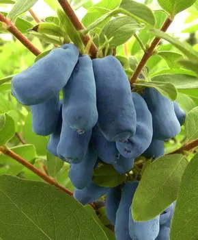 Жимолость Войтек