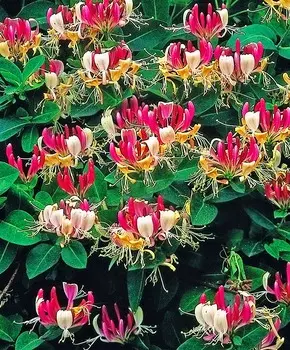 Жимолость вьющаяся Серотина