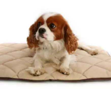 DUVO+ Лежак-матрас для животных согревающий "Флекта", бежевый, 127х76х3см (Бельгия)!