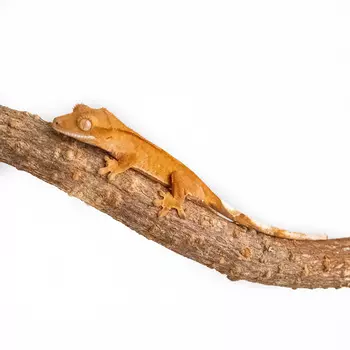 EXOPRIMA Бананоед Mixed Morphs, L (Германия)