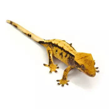 EXOPRIMA Бананоед реснитчатый Extreme, S