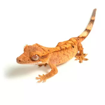 EXOPRIMA Бананоед реснитчатый Fire, M