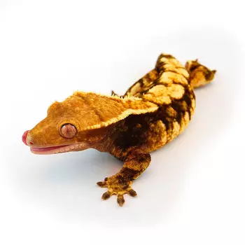 EXOPRIMA Бананоед реснитчатый Harlequin, S