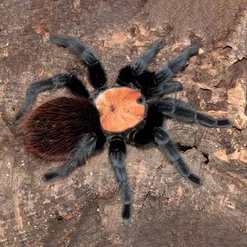 EXOPRIMA Brachypelma albiceps Брахипельма альбицепс, S (Германия)