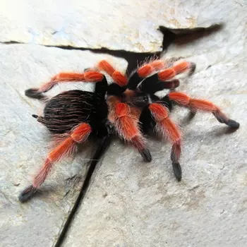 EXOPRIMA Brachypelma boehmei Огненноногий паук-птицеед (Германия)
