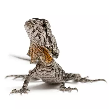 EXOPRIMA Chlamydosaurus kingii Плащеносная ящерица, S (Германия)