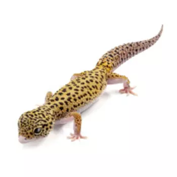 EXOPRIMA Eublepharis macularius Пятнистый леопардовый эублефар Eclipse