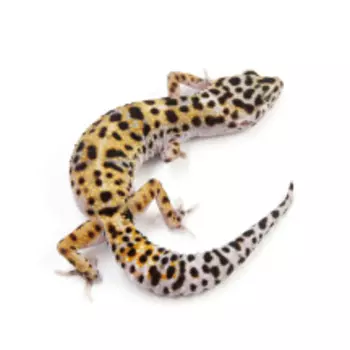 EXOPRIMA Eublepharis macularius Пятнистый леопардовый эублефар Mack snow