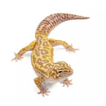 EXOPRIMA Eublepharis macularius Пятнистый леопардовый эублефар Mack snow TA