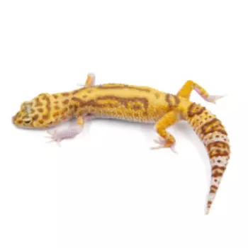 EXOPRIMA Eublepharis macularius Пятнистый леопардовый эублефар Mack snow TA eclipse