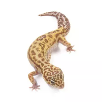 EXOPRIMA Eublepharis macularius Пятнистый леопардовый эублефар Mack snow TA jungle