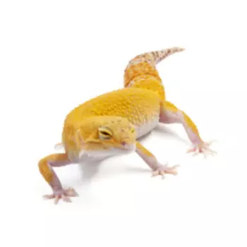 EXOPRIMA Eublepharis macularius Пятнистый леопардовый эублефар Super hypo tangerine TA eclipse