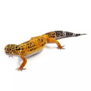 EXOPRIMA Eublepharis macularius Пятнистый леопардовый эублефар Super hupo tangerine