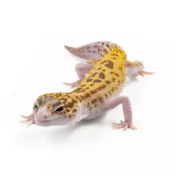 EXOPRIMA Eublepharis macularius Пятнистый леопардовый эублефар TA eclipse