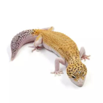 EXOPRIMA Eublepharis macularius Пятнистый леопардовый эублефар Tangerine eclipse