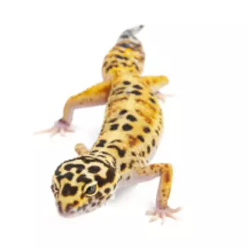 EXOPRIMA Eublepharis macularius Пятнистый леопардовый эублефар White and Yellow eclipse