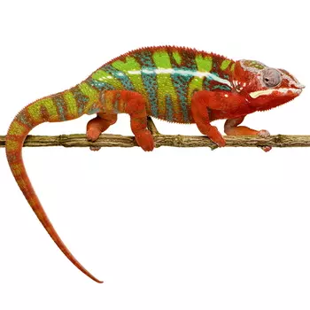 EXOPRIMA Furcifer pardalis Пантеровый хамелеон, XS (Германия)