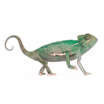 EXOPRIMA Хамелеон йеменский, самка, S