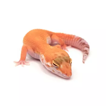 EXOPRIMA Эублефар пятнистый Sunglow, M