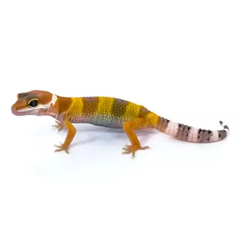 EXOPRIMA Эублефар пятнистый Tangerine, S