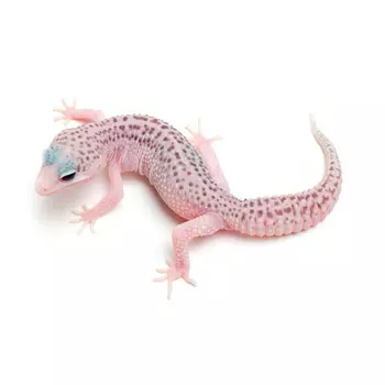 EXOPRIMA Эублефар пятнистый Total Eclipse, S