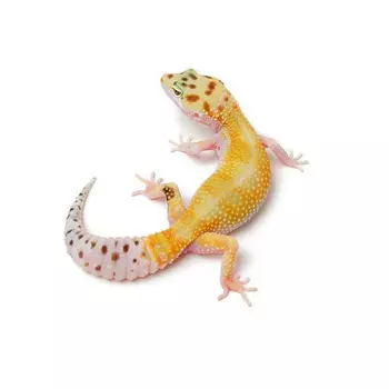 EXOPRIMA Эублефар пятнистый WY, S