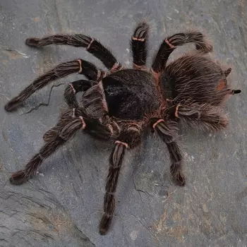 EXOPRIMA Lasiodora parahybana Бразильский розовый (Лошадиный) паук-птицеед, M (Германия)