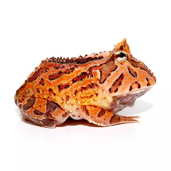 EXOPRIMA Лягушка рогатка fantasy S