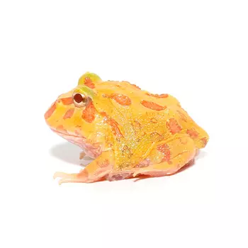 ExoPrima Лягушка рогатка Кранвелла albino S