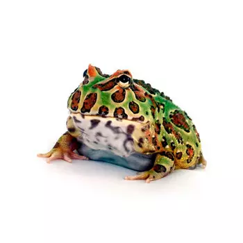 ExoPrima Лягушка рогатка Кранвелла normal S