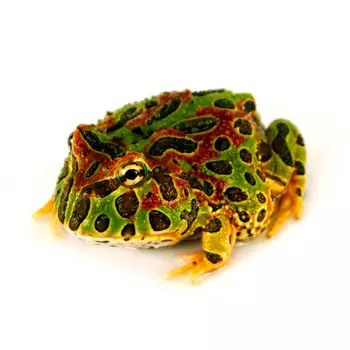 EXOPRIMA Лягушка Рогатка украшенная, S
