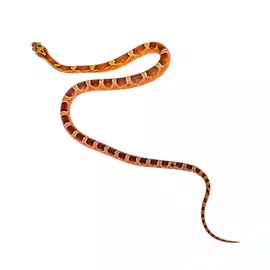 ExoPrima Маисовый полоз Bloodred toffee, самец, S (Германия)