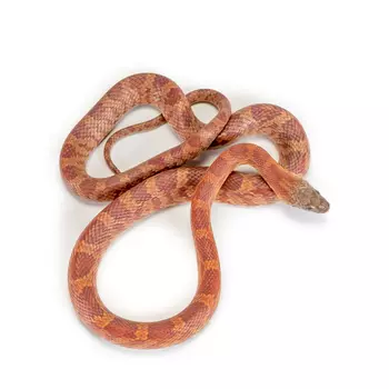 ExoPrima Маисовый полоз Sunkissed hypo, S (Германия)