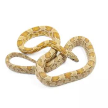 EXOPRIMA Pantherophis guttatus Маисовый полоз Caramel phet cinder