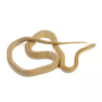 EXOPRIMA Pantherophis guttatus Маисовый полоз Caramel tessera