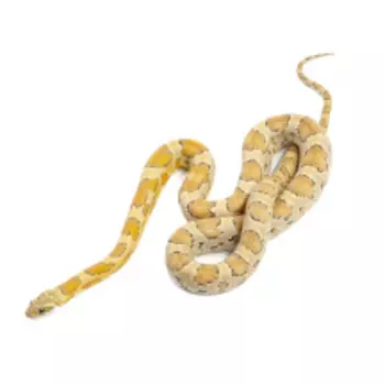 EXOPRIMA Pantherophis guttatus Маисовый полоз Honey