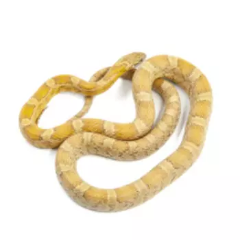 EXOPRIMA Pantherophis guttatus Маисовый полоз Honey hypo