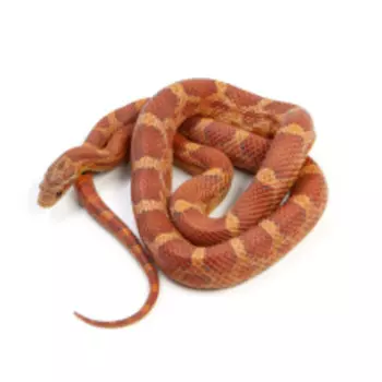 EXOPRIMA Pantherophis guttatus Маисовый полоз Lava