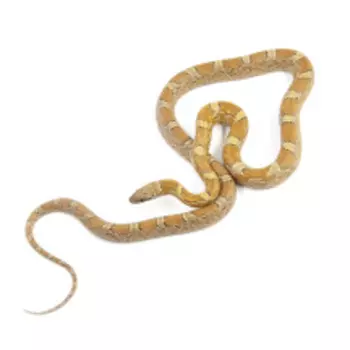 EXOPRIMA Pantherophis guttatus Маисовый полоз Masque diffusion caramel