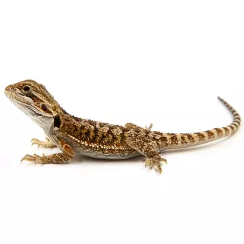 EXOPRIMA Pogona vitticeps "Fire&Ice Citrus Tiger" Бородатая агама, XS-S (Германия)