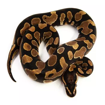 EXOPRIMA Python regius "Asphalt / specter mojave" Королевский питон, S-M (Германия)