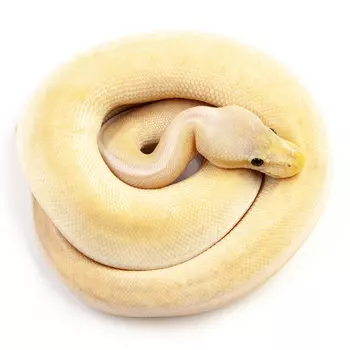 EXOPRIMA Python regius "Banana butter cinnamon pinstripe special" Королевский питон, S-M, №28 (Герма
