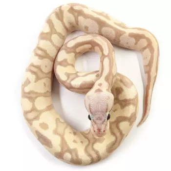 EXOPRIMA Python regius "Banana super pastel" Королевский питон, S-M, №110 (Германия)