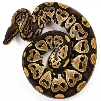 EXOPRIMA Python regius "Bongo 66% het clown" Королевский питон, S-M (Германия)