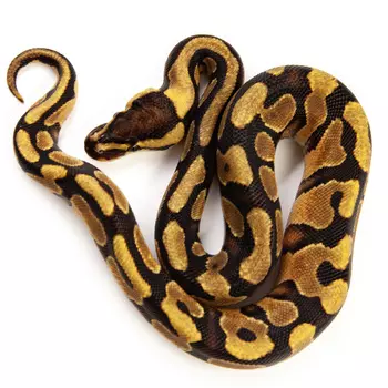 EXOPRIMA Python regius "Enchi yb" Королевский питон, S-M, №236 (Германия)