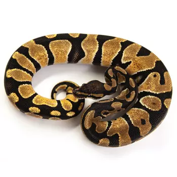 EXOPRIMA Python regius "Orange Dream" Королевский питон, S-M, №252 (Германия)