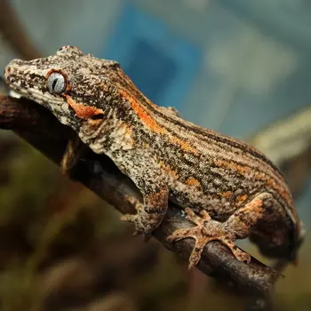 EXOPRIMA Rhacodactylus auriculatus Геккон новокаледонский ушастый, S (Германия)