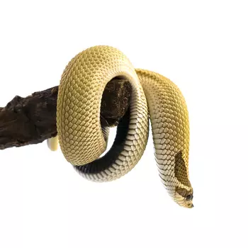 EXOPRIMA Свиноносый уж Super Anaconda (Super Conda), M