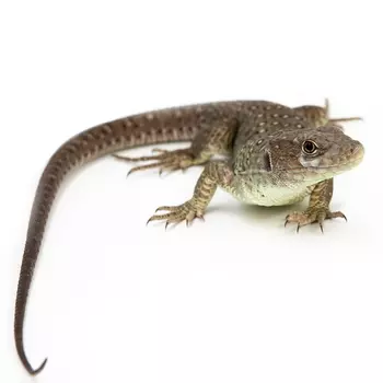 EXOPRIMA Timon Lepidus Жемчужная (Глазчатая) ящерица (Германия)